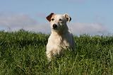 JACK RUSSEL 040